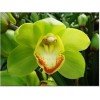 Cymbidium T362