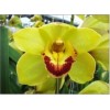 Cymbidium T523