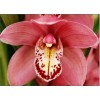 Cymbidium T518