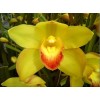 Cymbidium T525