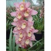 Cymbidium T477