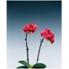 Phalaenopsis GOSA-0417-08