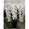 Phalaenopsis LW1