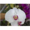 Phalaenopsis LW3