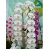 Phalaenopsis sw001