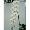 Phalaenopsis sw006