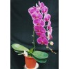 Phalaenopsis SW145