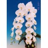 Phalaenopsis sw011