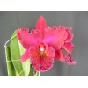 Orchid Blc. Chia Lin 'Shinshir'