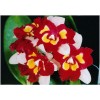 Orchid Blc. Tsutung Beauty 'CL Beauty'