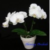 Phalaenopsis SN 02