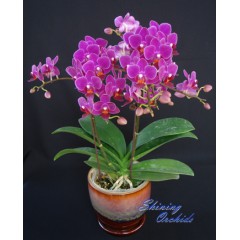 Phalaenopsis SN 23 / 1