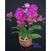 Phalaenopsis SN 23