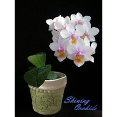 Phalaenopsis SN 24 / 1