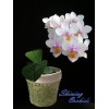 Phalaenopsis SN 24