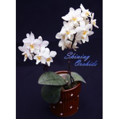 Phalaenopsis SN 33 / 1