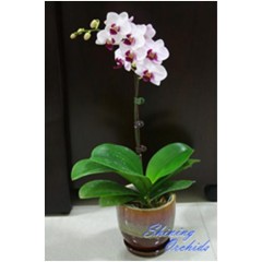 Phalaenopsis SN 41 / 1