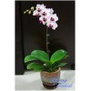 Phalaenopsis SN 41