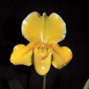 Paph. In-Charm Gold 'Chouyi #7' (Emerald Magic  x  helenae)