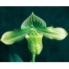 Paph. venustum fma.album 'Miaohua #2'