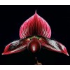 "Paph. In-Charm Laser 'UTOPIA' (Laser x Shin-Yi Pie)  )"