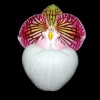 Paph. micranthum var. eburneum 'Haur Jih'