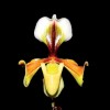 Paph. villosum  'Vi-1'