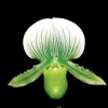 Paph. Alma Gavaert 'Account' (lawrenceanum x Maudiae)