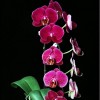 Orchid SPM278
