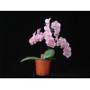 Orchid SPM261