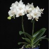 Orchid SPM366