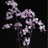 Orchid SPM298