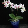 Orchid SPM323