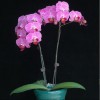 Orchid SPM299