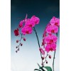 Phalaenopsis orchid DG 9930
