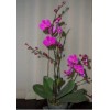 Phalaenopsis Orchid DG5530