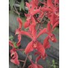 Renanthera