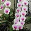 Phalaenopsis