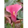 Calla Lily