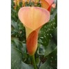 Sunkist (Zantedeschia spp., Calla Lily) Calla Lily 2