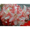 Pink Pearl (Hippeastrum hybridum Hort, Amaryllis) Amaryllis TSS No.1