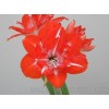 Red Splendor (Hippeastrum hybridum Hort, Amaryllis) Amaryllis TSS No.2