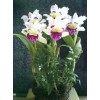 cattleya SW2002