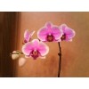 phalaenopsis SW1003