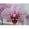 phalaenopsis SW1011