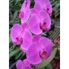 Phalaenopsis mericlone young plants