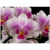 Phalaenopsis mericlone young plants