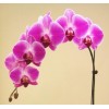 Phalaenopsis plants