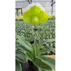 Paphiopedilum Cocoa Green / 2
