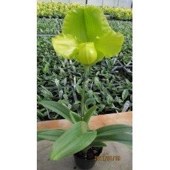 Paphiopedilum Cocoa Green / 3